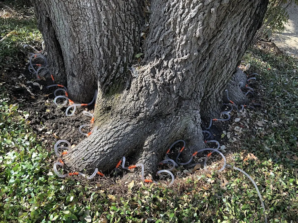 Detailed Tree Cabling and Bracing job site in Wrightsville Beach