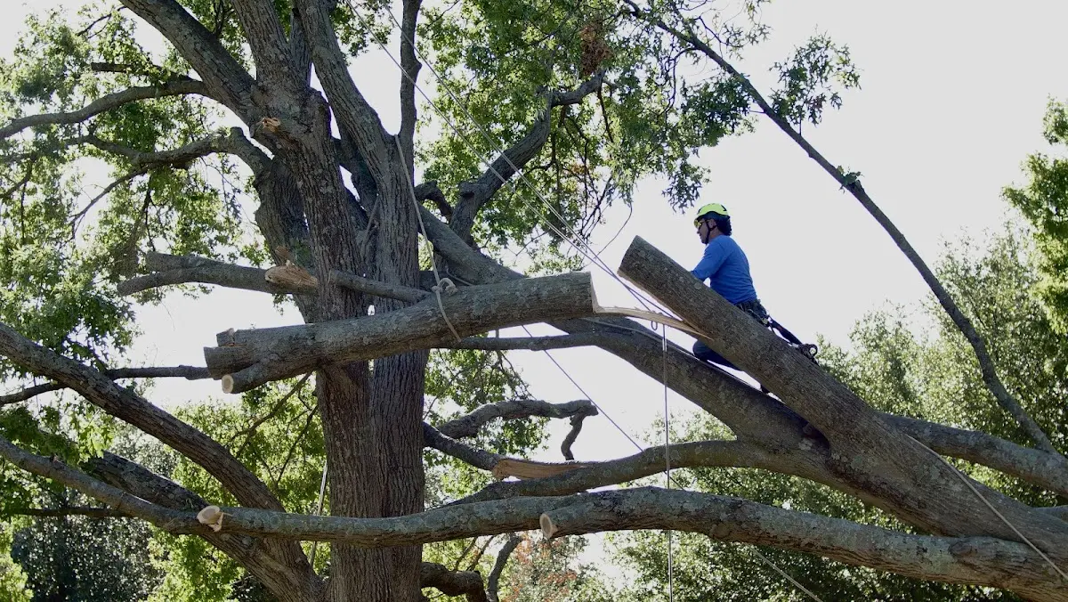 Professional Crown Thinning performed by certified arborists in Wrightsville Beach