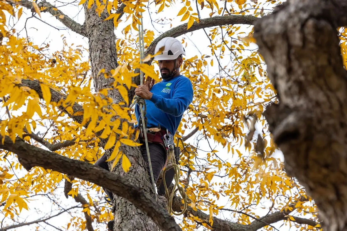 Skilled Tree Pruning crew working in Wrightsville Beach