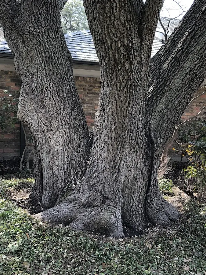 Mature heritage tree close to a Wrightsville Beach property cared for by certified arborists